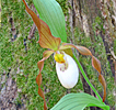 Cypripedium Columbianum