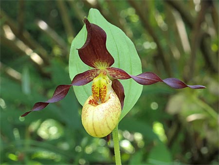 Cypripedium 'Frosch's Cutie', flower