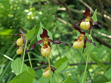 Cypripedium 'Frosch's Cutie', group