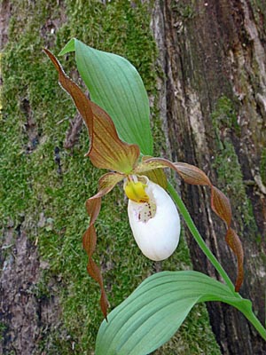 Cypripedium Columbianum, flower