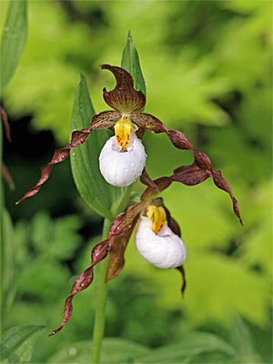 Cypripedium Columbianum, flowers