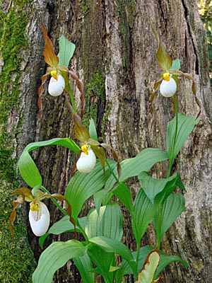 Cypripedium Columbianum, clump