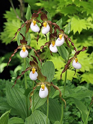 Cypripedium Columbianum, clump