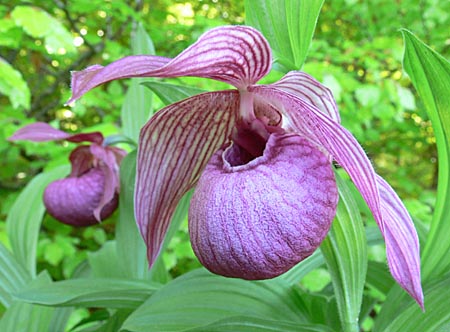 Cypripedium Henric, flower