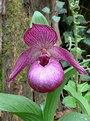 Cypripedium Henric, flower