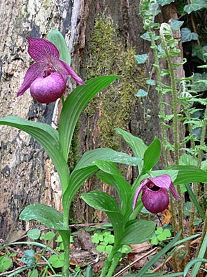 Cypripedium Henric, group