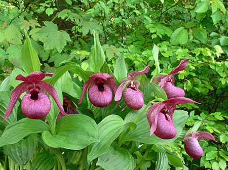 Cypripedium Henric, group