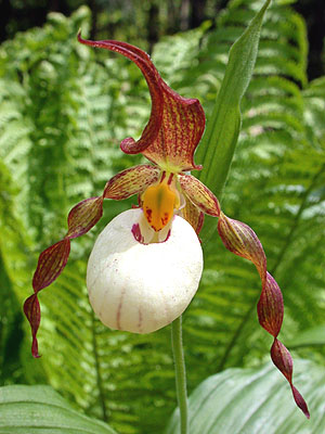 Cypripedium Ingrid, flower