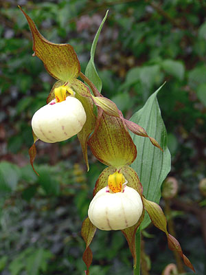 Cypripedium Ingrid, twin flowers