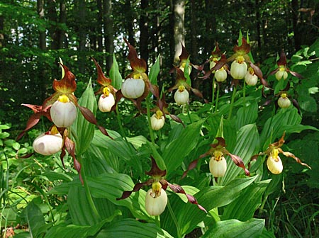 Cypripedium Ingrid, clump