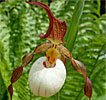 Cypripedium Ingrid