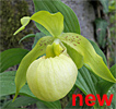 Cypripedium Marita