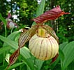 Cypripedium Paul