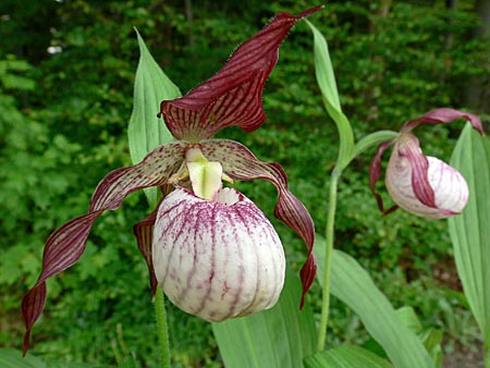 Cypripedium Paul, flower