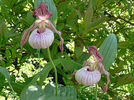 Cypripedium Paul, clump