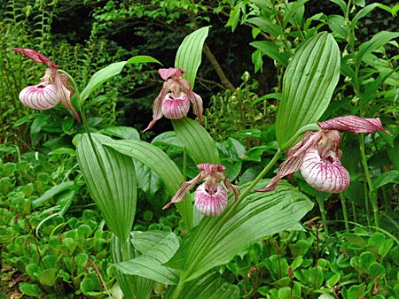 Cypripedium Paul, clump