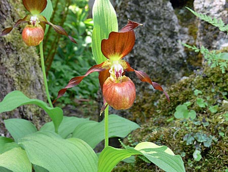 Cypripedium Schoko, flower