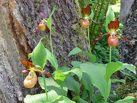 Cypripedium Schoko, clump