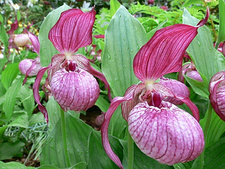 Cypripedium Ventricosum, flower