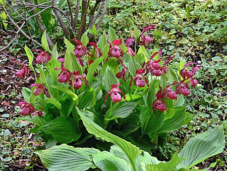 Cypripedium Ventricosum, clump